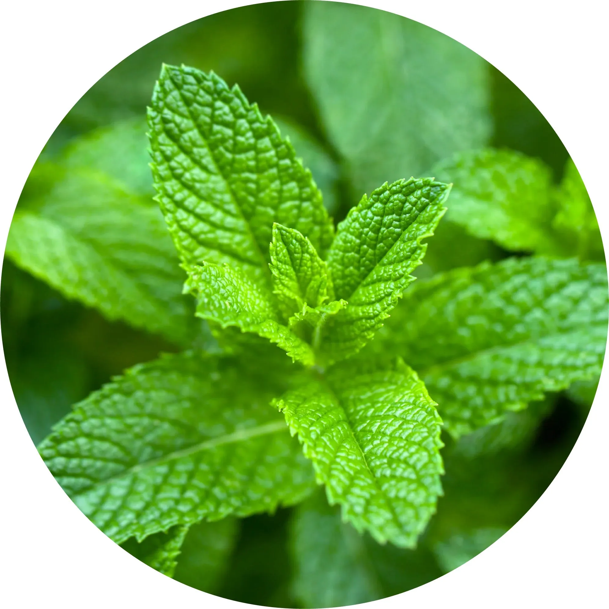 LIVING LIBATIONS - Peppermint Willamette Essential Oil