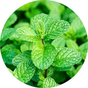 LIVING LIBATIONS - Peppermint Willamette Essential Oil