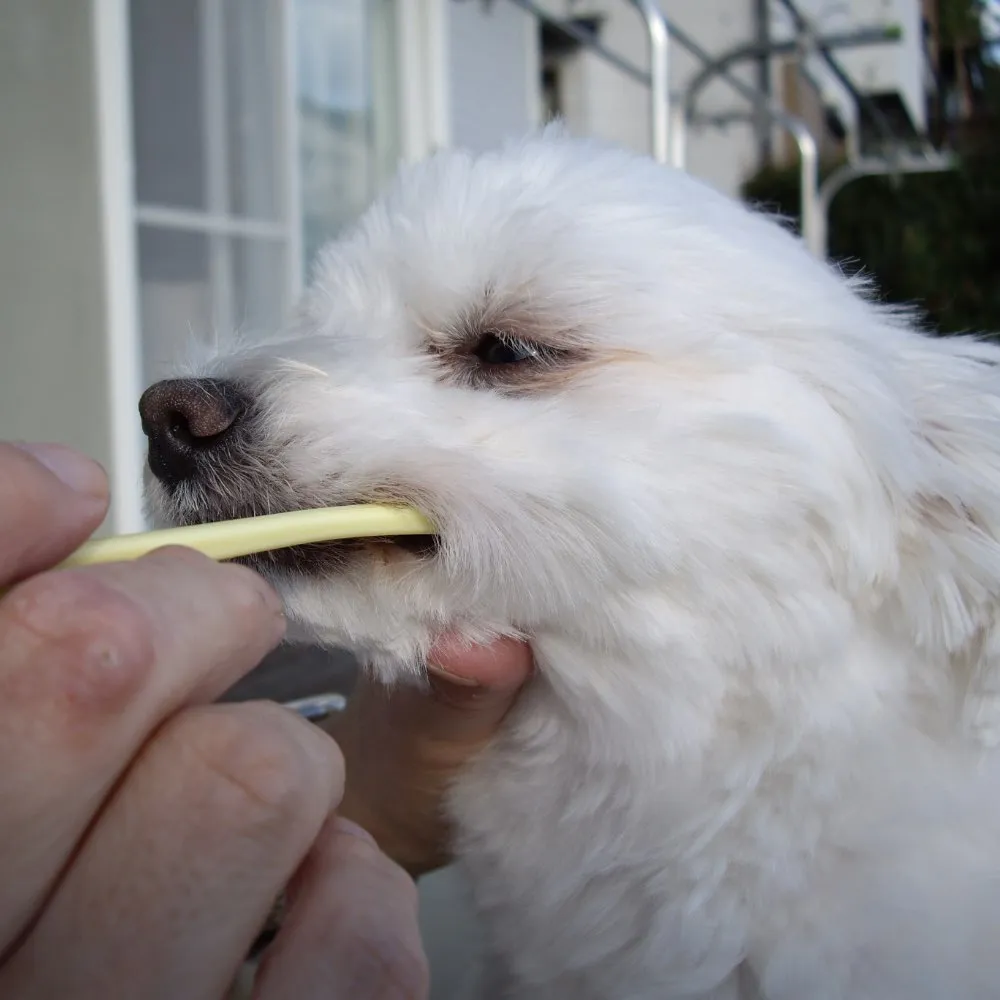 Mind Up Kenko Care Soft Toothbrush Small Head For Dogs