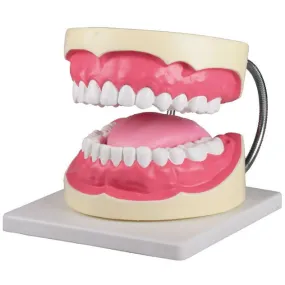 Oral Hygiene Model - 3 Times Life-Size