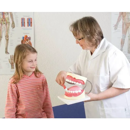 Oral Hygiene Model - 3 Times Life-Size