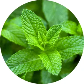 Peppermint, Yakima Valley Essential Oil 5ml- Living Libations