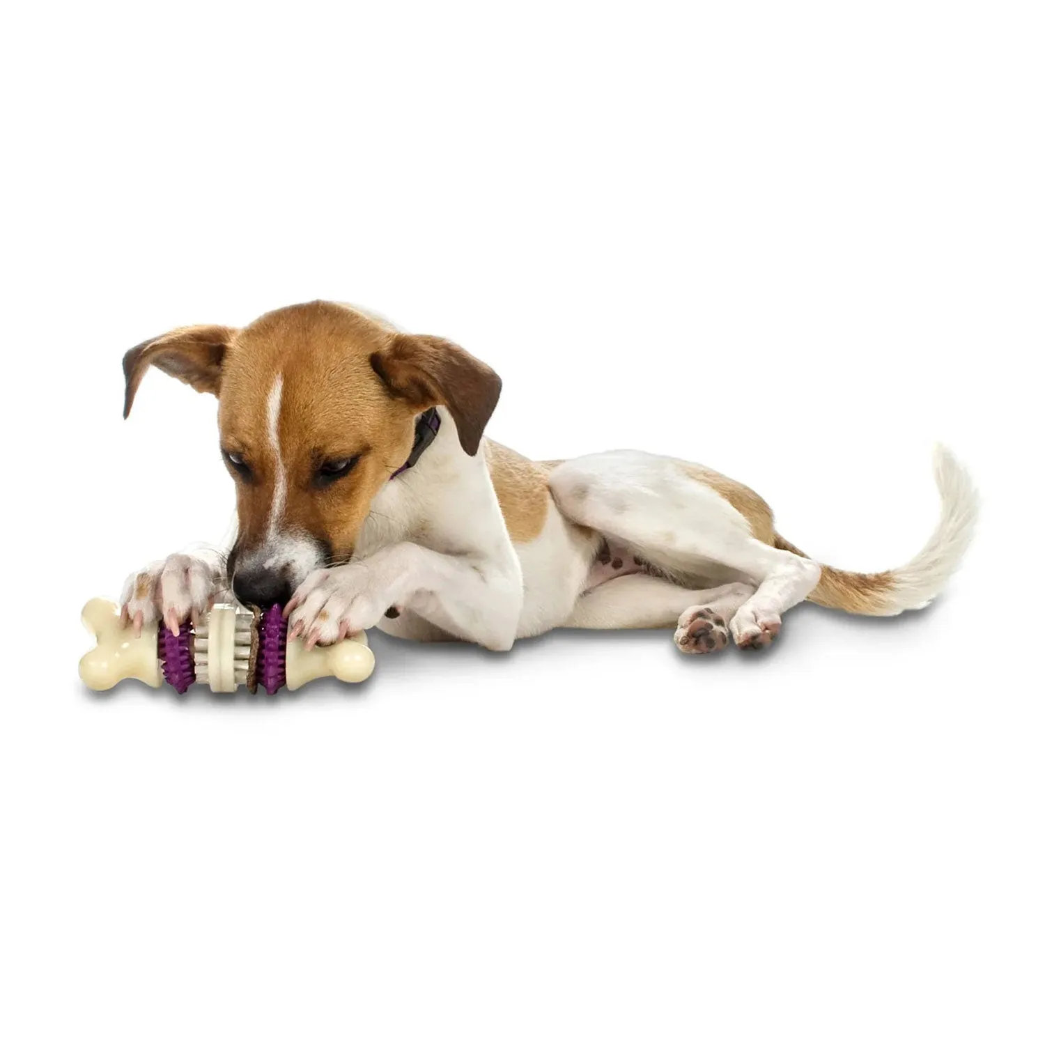 PetSafe Busy Buddy Bristle Bone Dog Toy with Refillable Treats